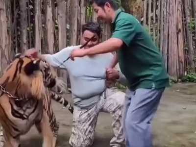 Tiger turns Man into Screaming Baby