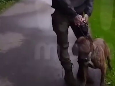 Man lets his Muscular Pitbull attack on Woman because he can