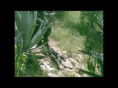 Much More Shocking: Longer More Clear Video of a Bear Tearing off a Man's Face while Still Alive, then Eating Him