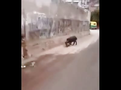 Absolutely Shocking Video of a Pig Eating a Human Fetus....