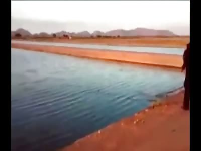 Mexican Police Find a Sure Fire Way to Deal with a Wild Crocodile 