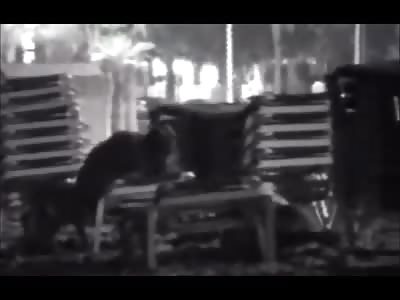 STEALTH MODE: Amazing Video Shows man Crawl Next to Couple Fucking and Stealing Their Purse & Wallets