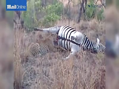 Gruesome Moment Dead Zebra Sprays 