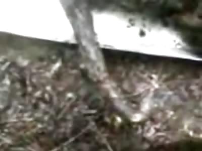 Charred Remains of Air Crash Victim