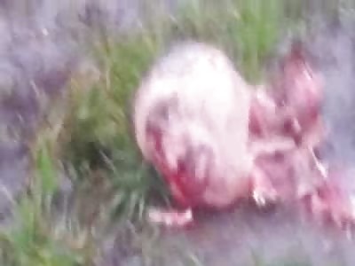 What is that on the Side of the Road??