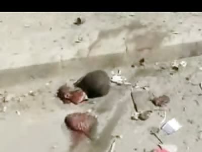 Headless Body Found in the Street