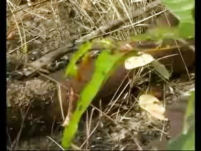 Entire Maggot Colony living off of Murdered Man in the Dirt