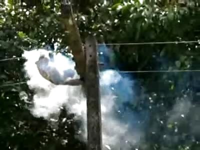 Sloth is Sizzled on Power lines