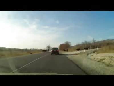 Biker hits a Cow Minding its Own Busineas just Trying to Cross the Street