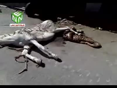 BIZARRE: Horse Crushed to Death Flattened like a Piece of Bread