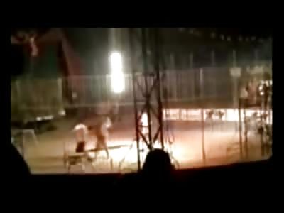 Tiger Trainer is Mauled to Death in Front of Crowd by the Huge Cat