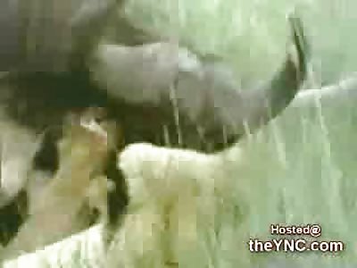 Buffalo gores a Female Lion to Death