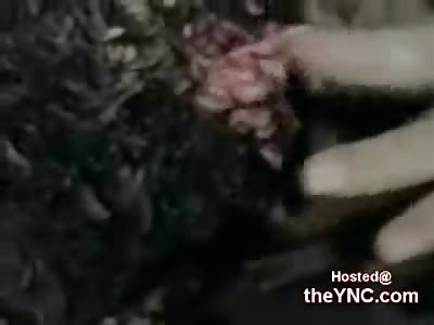 What an Exit Wound from a Shotgun looks like very Up Close