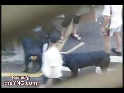 Rottweillers with no Leash attack a Dog in the Street