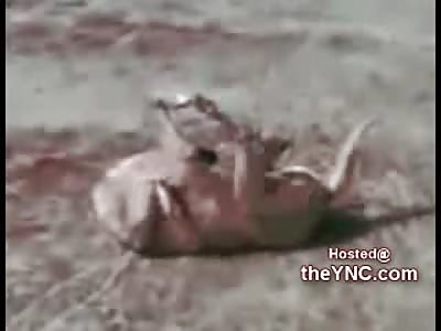 Beheaded Dog Quivering on the Sidewalk