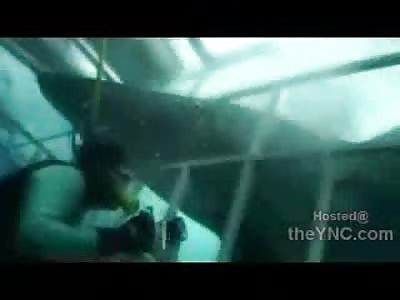 Great White Shark can Go Right through a Cage you Know