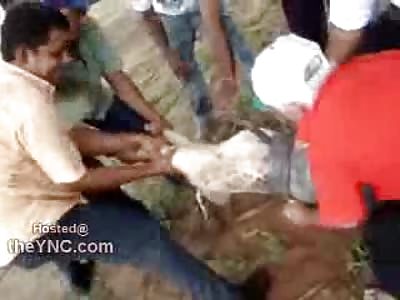 Free Lunch...Big Pig got Stuck in Barrel and Killed Itself