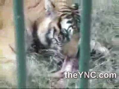 Satisfied Tiger Tore Off a Mans Arm at the Zoo