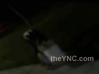 Black Girl Gives Cute White Girl a Beating on the Concrete Slams Her Head in the Ground 