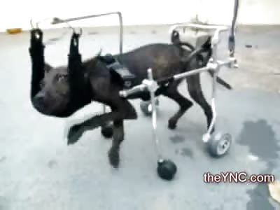 Good People Rescued Dog with Horrible Nerve Damage