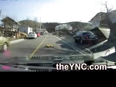 LMFAO?!?! Suicidal Dog Decides to Sleep in the Middle of the Road