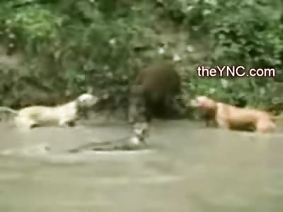 EPIC Stand Off..Wild Pig takes on 3 Hunting Dogs Until Someone Else Puts an End To It..... 