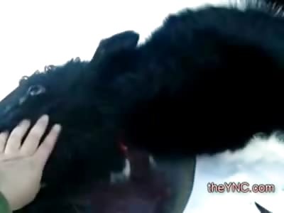 Backyard Butcher First Person Snuff Video of Cow, and a Pig. Now lets Eat