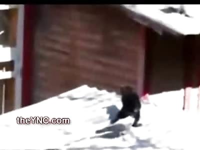 EPIC BATTLE: 2 Cats 1 Bird..... Amazing Little Bird Instigates Two Cats To a Near Death Battle...WOW