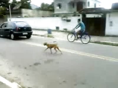 Suicidal Dog takes a Chance at Death