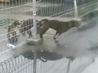 Horny and Happy Dogs have a little Problem.