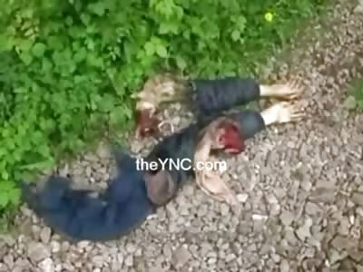 Elderly Man Sliced up by Train has his Dentures left on the Tracks