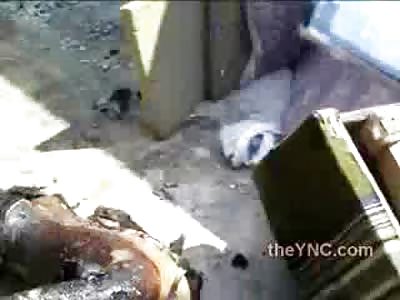 Body Parts Everywhere...Burnt to a Crisp