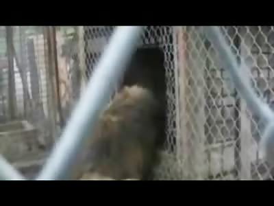 Bizarre Video of a Male Lion Slowly Killed by Electrical Sugre in his Cafe while Owner Cries over Him