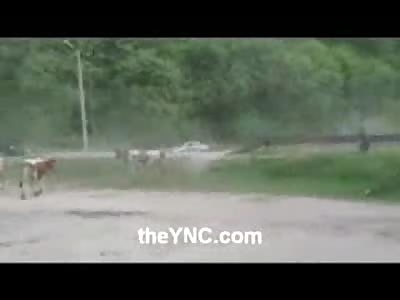 Cows + Brake Failure= Dead Cows