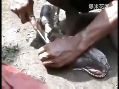 Pig in a Blanket...Can We still Eat It?