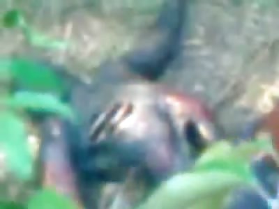 Burned Corpse with Hole in Stomach found by a Few People in the Sirt