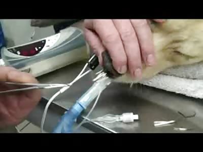 Scared Dog Has to Be Knocked out To Remove Porcupine Needles from His Mouth