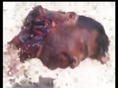 Absolute Carnage Terrorist Scum Blown to Bits by Heavy Artillery Fire