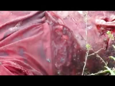 Fly Infested Murder Victim with Partial Decapitation 