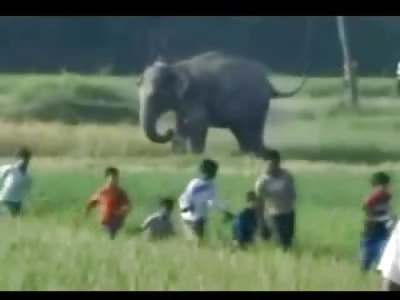 Pissed off Elephant Gets his Revenge