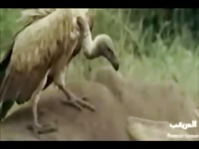 What happens when you Plant a Bomb inside of a Cows Rectum??...