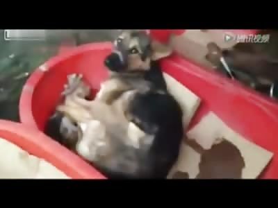 Live Dogs tied up being Sold for Food on the Streets of China 