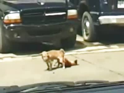 Poor Dog drops Dead during Sex......