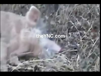 Giant Hog is Shot Dead by Big Shot Hunters with a 50 Caliber 