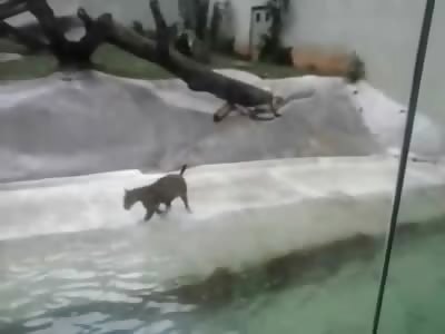 PRECISION: People Watching Jaguar at Zoo are Shocked When he Captures his Afternoon Snack...an Egret