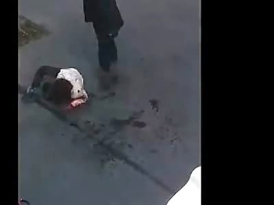 21 Year Old Woman Brutally Stabbed and Beaten by Man with Mental Illness 