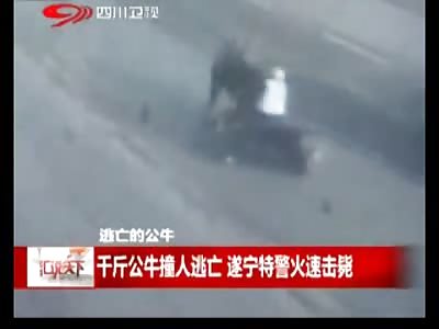 Ruanway Bull on the Loose Gores a Motorcycle Rider on a Highway...Bull is Later Shot by Police