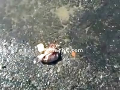 New and Amazing Video of Truck Driver's Heart still Beating in the Street next to his Leaking Water Truck