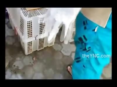 Evil Evil Shock Video of Many Smuggled Dogs being Euthanized by  Agents....(This Video is EXTREMELY Hard to Watch) 