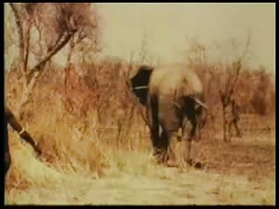Classic: Elephant spear hunting